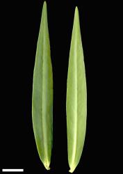 Veronica angustissima. Leaf surfaces, adaxial (left) and abaxial (right). Scale = 10 mm.
 Image: W.M. Malcolm © Te Papa CC-BY-NC 3.0 NZ